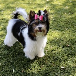 Biewer Terrier Puppies from Magical Biewers