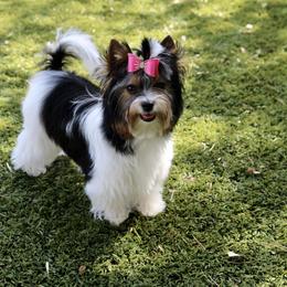 Biewer Terrier Puppies from Magical Biewers