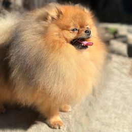 Benjamin - Pomeranian