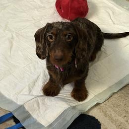 Blake - Dachshund
