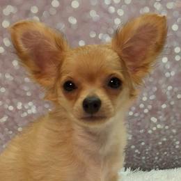 Dayton - Fawn male Chihuahua puppy in Topeka, Kansas from Barbie's Baby Chihuahuas