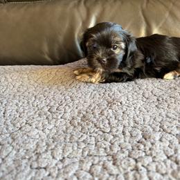 Aurora - Black female Poodle puppy in Pueblo West, Colorado from Little Paws Poodles