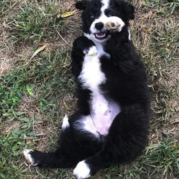 Border Collie Puppies from Ferguson Border Collies