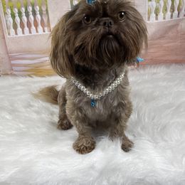 Olivia - Shih Tzu