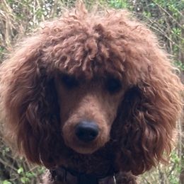 Fierce - Poodle
