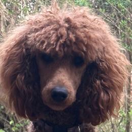 Fierce - Poodle
