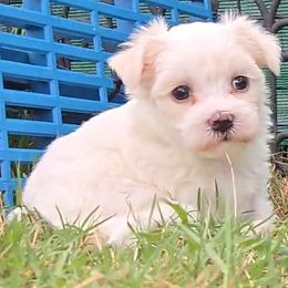 Mercy - White and tan female Maltese puppy in Aurora, Missouri from KnJ Precious Paws LLC