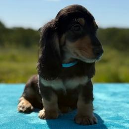 Sampson - Black and tan male Dachshund puppy in Lincoln, Arkansas from Red Dirt Dachshunds
