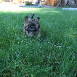 Boy 2 - Red male Shih Tzu puppy in Craig, Colorado from Rocky Mountain Shih Tzus and Dry Creek Miniature Dachshunds