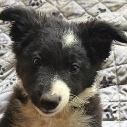 Milo - Black and white male Border Collie puppy in Paris, Texas from Broadmoor Farm