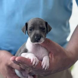 Boy 1 - Blue male Italian Greyhound puppy in Sugar Valley, Georgia from Pinnacle Farm and Kennel