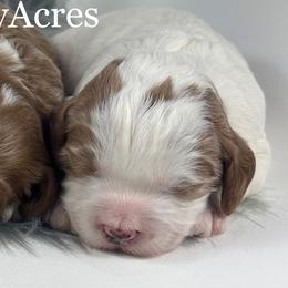 Boy 4-Mini - Parti male Goldendoodle puppy in Milford, Indiana from Railway Acres Kennel