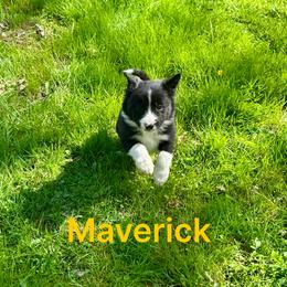 Maverick - Black and white male Border Collie puppy in Milton, Pennsylvania from C&C Border Collies