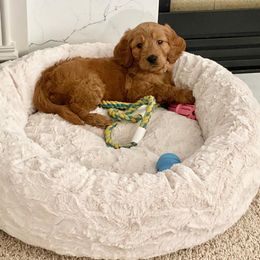 Goldendoodle Puppies from Pacific Goldendoodle, LLC