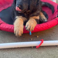 Bernedoodle and Saint Berdoodle Puppies from Myt fine doodles