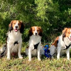 Nederlandse Kooikerhondjes from Golden Gate Kooikers