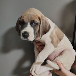 Iridessa - Fawn female Great Dane puppy in Marshall, Michigan from Dream K9