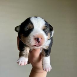 Pembroke Welsh Corgi and Toy Australian Shepherd Puppies from Double Bar H Corgis & Aussies