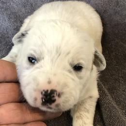 L64-03 - Red mottled male Australian Cattle Dog puppy in Sheridan, Oregon from 6pk Cattledogs