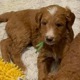 Cosmo - green collar - Apricot male Goldendoodle puppy in Puyallup, Washington from Dawnie’s Doodles