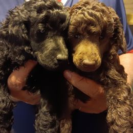 Girl 1 - Brown female Poodle puppy in Harrodsburg, Kentucky from Flambeau Poodles