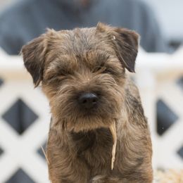 Border Terriers from Stonehouse Giant Schnauzers And Border Terriers