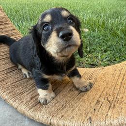 Longhair female mini - Black and tan female Dachshund puppy in Manteca, California from Sweet and Low Dachshunds