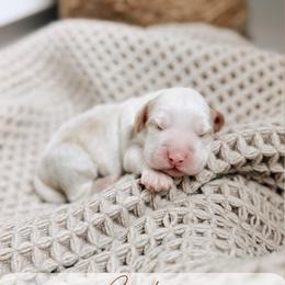 Captain - Caramel cream male Australian Labradoodle puppy in Syracuse, Indiana from The Doodle Cove