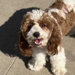 Cavapoos and Poodles from Fletcher fuzzy friends