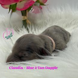 Girl 1 - female Dachshund puppy in Waseca, Minnesota from Dragonfly Doxies