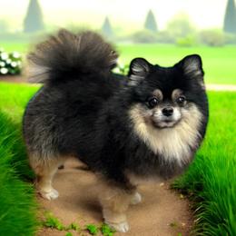 Teddy - Pomeranian