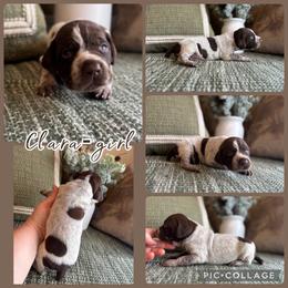 Clara - Liver roan female German Shorthaired Pointer puppy in Ulen, Minnesota from North Wind Gundogs