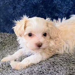 Max - Cream male Havanese puppy in Neosho, Missouri from Pups on the Ridge