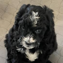 Aussiedoodle Puppies from Cornerstone Aussiedoodle Dogs