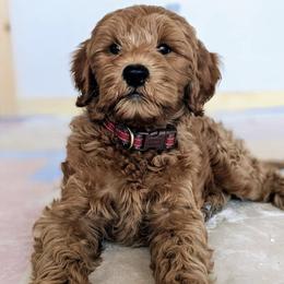 Bernedoodle and Goldendoodle Puppies from Doodles of the Desert