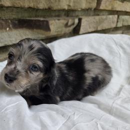 Dachshund Puppies from Pure Joy Dachshunds