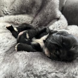 Shih Tzu Puppies from Our ShihTzu Family