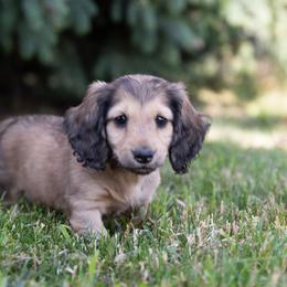 Remi is 5000dollars - Cream male Dachshund puppy in Crystal, Michigan from Mare-bella Dachshunds