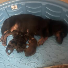 Dachshund puppies from Keen's Dachshunds