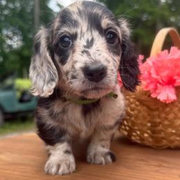 Dachshund puppies from B+B Miniature Dachshunds