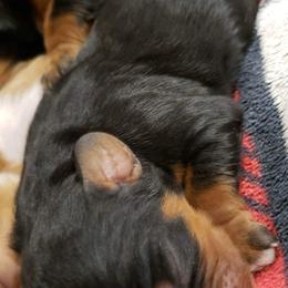 Cavalier King Charles Spaniel Puppies from Southern Edge Kennel