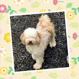Cinder - Tibetan Terrier