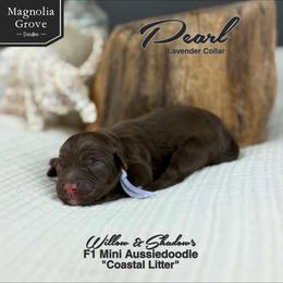 Pearl - Lavender Collar - Brown and white female Aussiedoodle puppy in Oxford, Alabama from Magnolia Grove Doodles