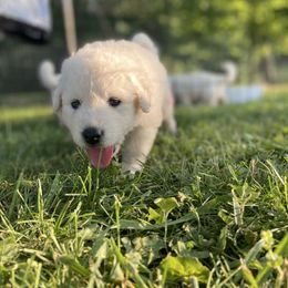 Girl 3 - White female Kuvasz puppy in Ohio from Rising River Kennel Kuvasz