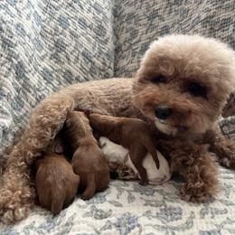Cavapoo puppies from Dashing Dogs