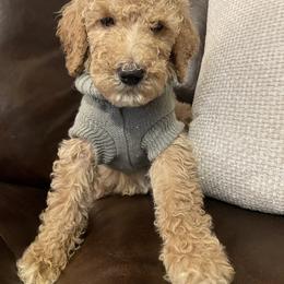 Summit - Apricot male Poodle puppy in Oak Glen, California from Coriander Pups