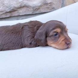 Nellie - Chocolate and tan female Dachshund puppy in Richmond, Virginia from Irresistible Dachshunds & Cavaliers