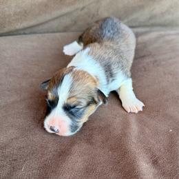 Gavin - Sable and white male American Corgi puppy in Stillwater, Oklahoma from Steele Family Farms