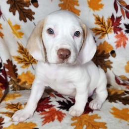 Caleb - Lemon and white male Beagle puppy in Bois D Arc, Missouri from Country Home Pets and Farm