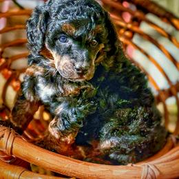 Poodle Puppies from Cityscape Moyen Poodles